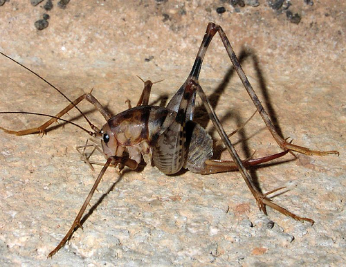 Cave Cricket.jpg