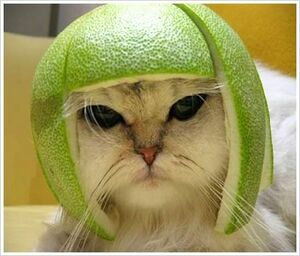 Funnycat l.jpg