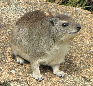 Hyrax.jpg